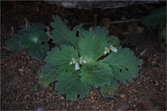 Didymocarpus innominatus